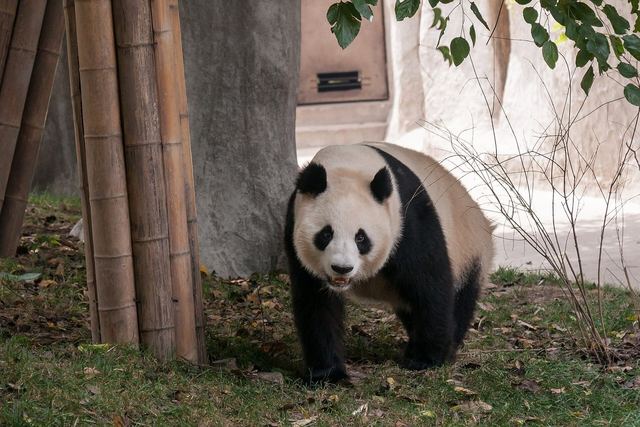 A giant panda walking towards the camera past bamboo stalks at the Chengdu panda base